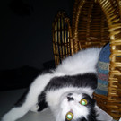 Katzenkorb.jpg