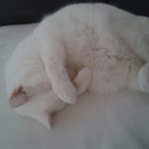cat2.jpg