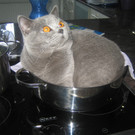 cat4.JPG