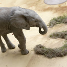Elefant.jpg