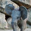 Elefant2.jpg
