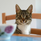 Katze.jpg