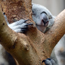Koala.jpg