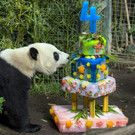 Panda.jpg