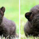 Panther.jpg