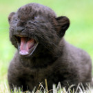 Panther2.jpg