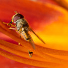 Schwebfliege.jpg