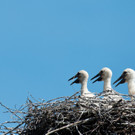 Storchnachwuchs.jpg