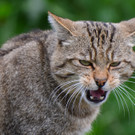 Wildkatze.jpg