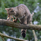 Wildkatze2.jpg