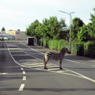 Zebra.jpg
