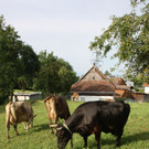 Kuh MORLE Pfanner 2013 _10__jpg-1376049733