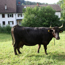 Kuh MORLE Pfanner 2013 _11__jpg-1376049738