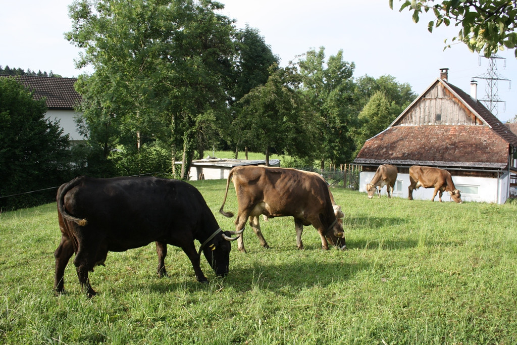 Kuh MORLE Pfanner 2013 _12__jpg-1376049744