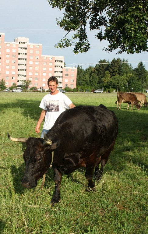 Kuh MORLE Pfanner 2013 _8__jpg-1376049721