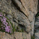 DSC04750 _Large_.JPG