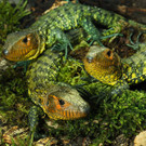 Krokodil-Teju-Nachwuchs im Tiergarten Schönbrunn