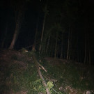 Baum stürzt auf B305