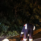 normal_13082013baumde01001aktivnews_75.JPG