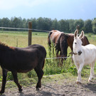 grilla_jpg 029_jpg-1376435464