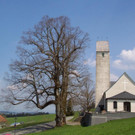 MoeggersLinde03.jpg