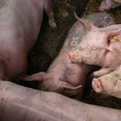 grilla_jpg 087_jpg-1376492791