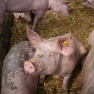 grilla_jpg 091_jpg-1376492844