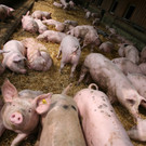 grilla_jpg 092_jpg-1376492858