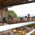 Schweinemastbetrieb Gstach - Rankweiler Sommer