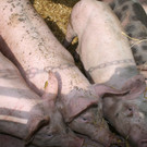 grilla_jpg 097_jpg-1376493428