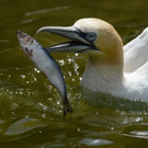 Basst__lpel im Tierpark.jpg