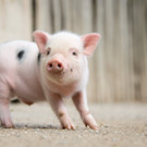 Mini-Pigs.jpg