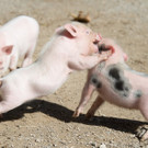 Mini-Pigs2.jpg