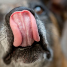 Sch__ferhund2.jpg