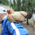 Tiere in der Justizvollzugsanstalt Bremen.jpg