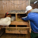 Tiere in der Justizvollzugsanstalt Bremen2.jpg