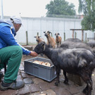Tiere in der Justizvollzugsanstalt Bremen3.jpg
