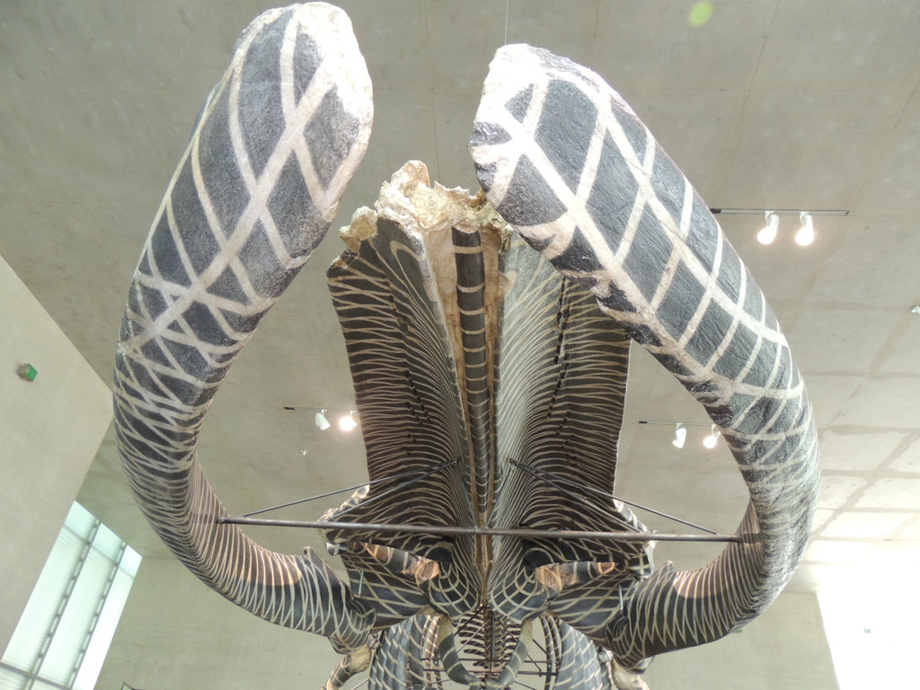 DSCN4444_JPG-1376739107