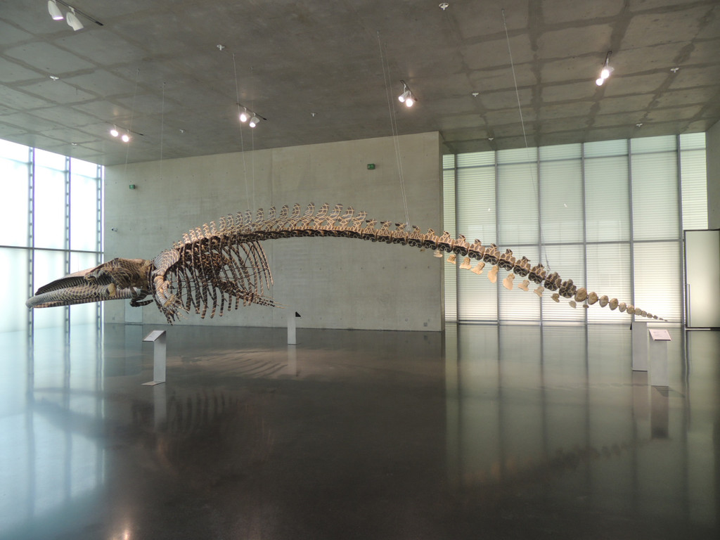 DSCN4428_JPG-1376739080