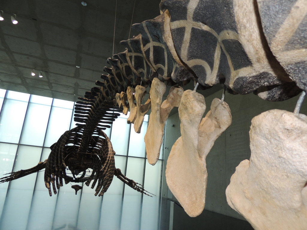 DSCN4434_JPG-1376739087