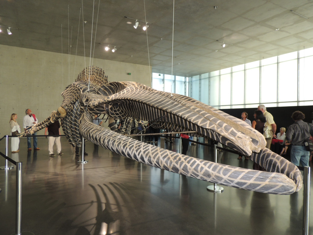 DSCN2566_JPG-1376739067