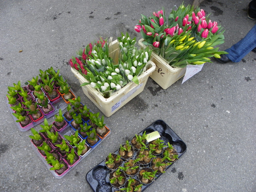 100_7372_jpg-1268500260