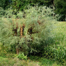 DSC00603.JPG