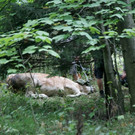 normal_19082013kuhjagdde01001aktivnews_53.JPG