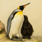 PA_Koenigspinguin1.jpg