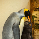 PA_Koenigspinguin2.jpg