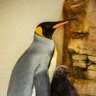 PA_Koenigspinguin3.jpg