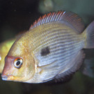 Seltene Fische: Damba Mipentina im Wiener Haus des Meeres