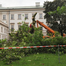 blauglockenbaum_im_kurgarten_wurde_gefae_003863171.jpg