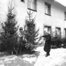 Bregenz_Winter_Weihnachtsbaum.jpg